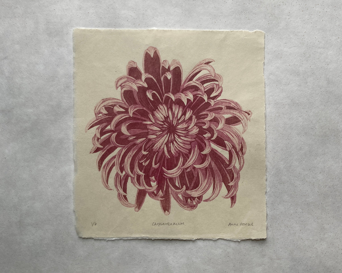 Chrysanthemum