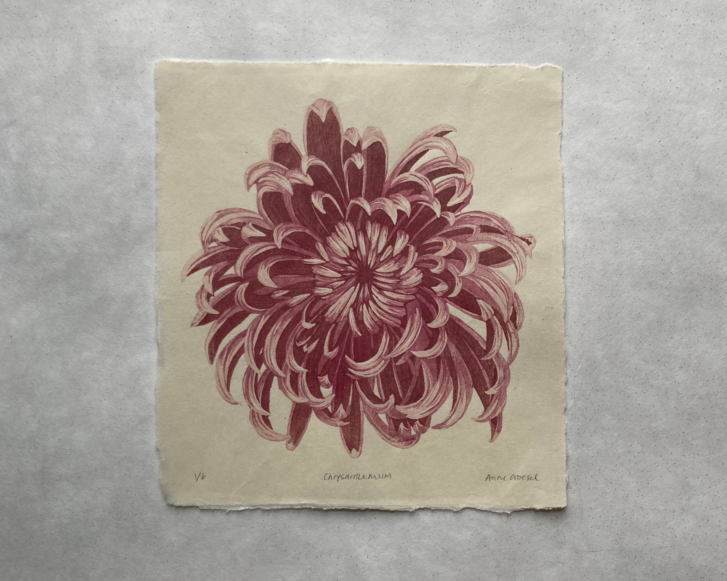 Chrysanthemum