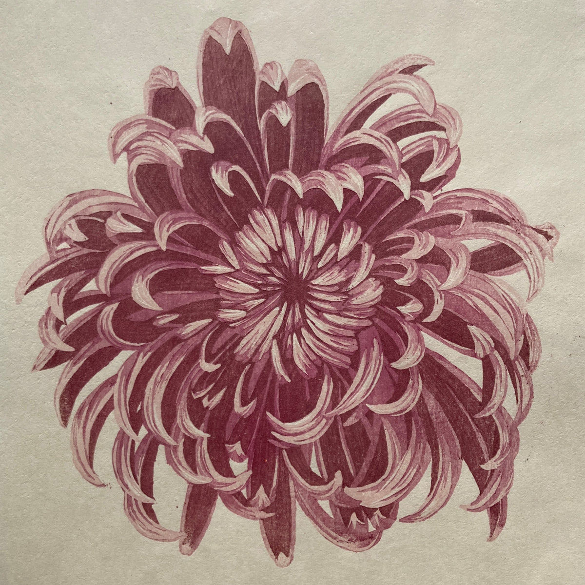 Chrysanthemum