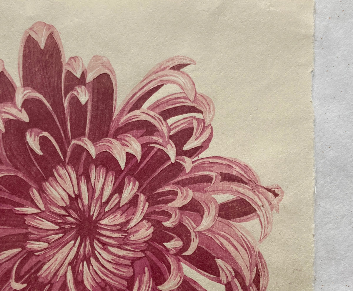 Chrysanthemum